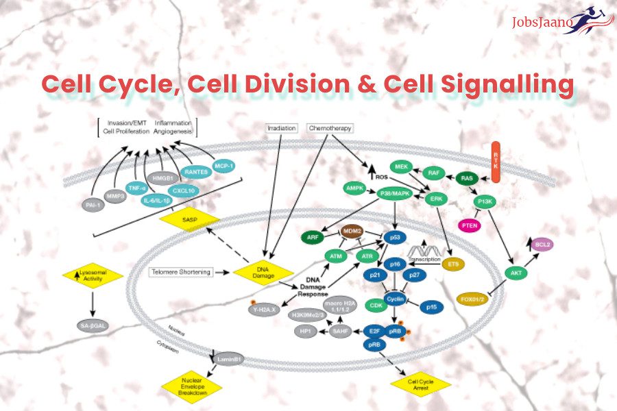 Cell Cycle, Cell Division & Cell Signalling