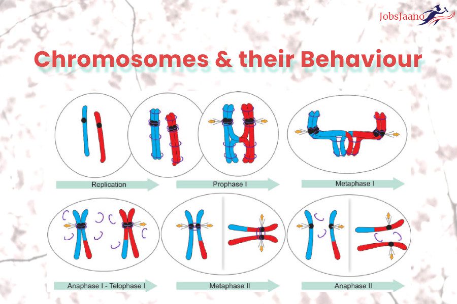 Chromosomes & their Behaviour