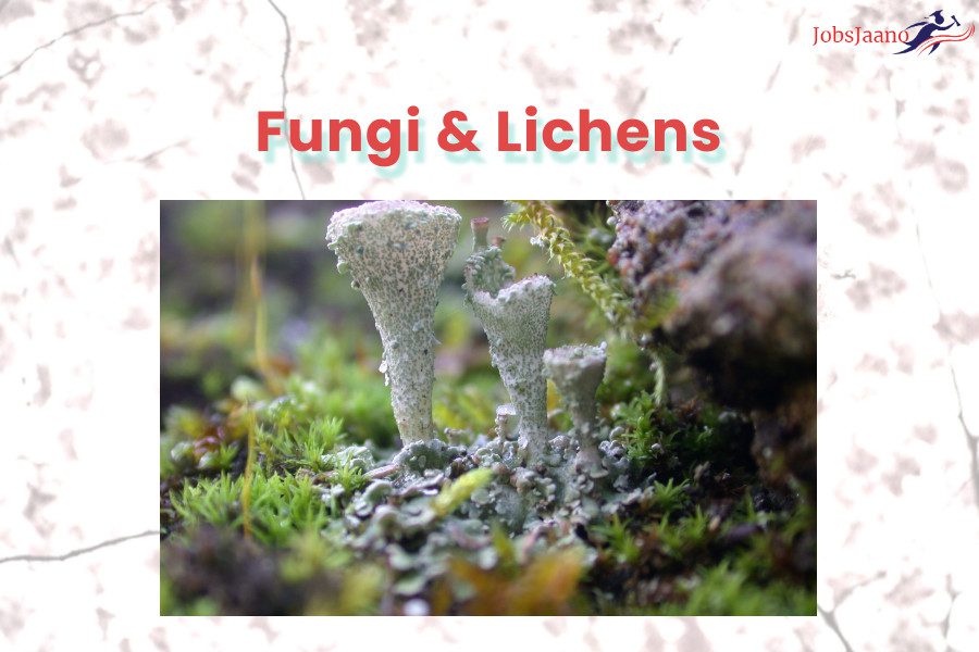 Mcq On Fungi Mcq On Algae Fungi Lichens Jobsjaano 