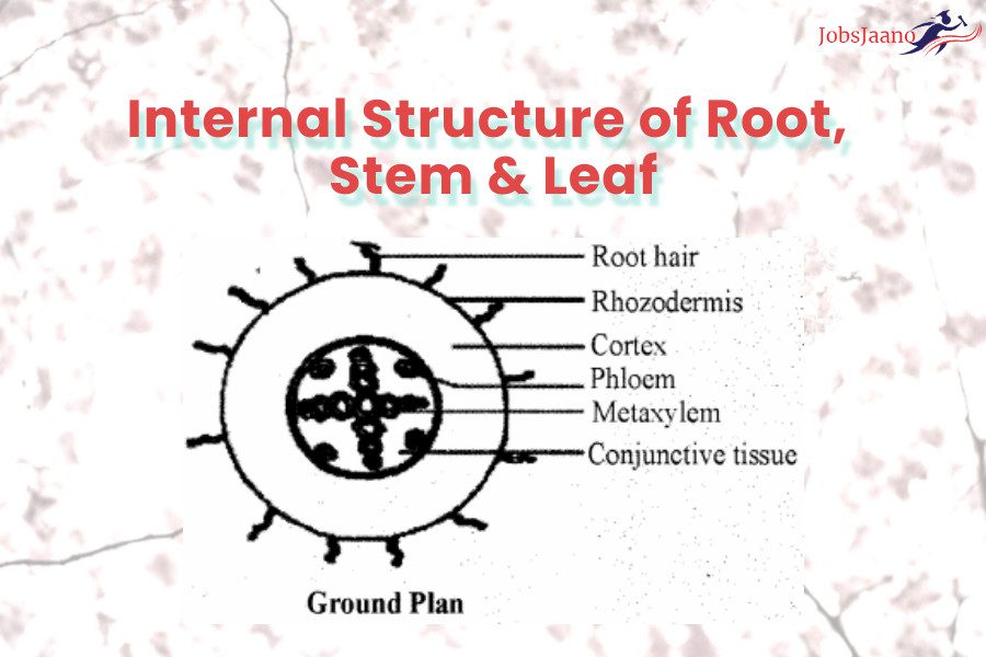 Internal Structure of Root, Stem & Leaf