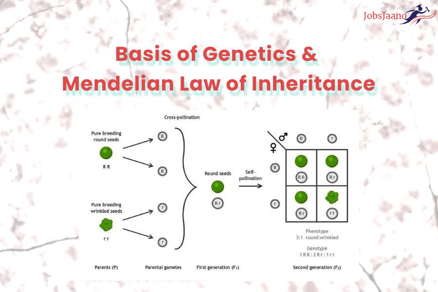 Mendelian Genetics Questions and Answers pdf