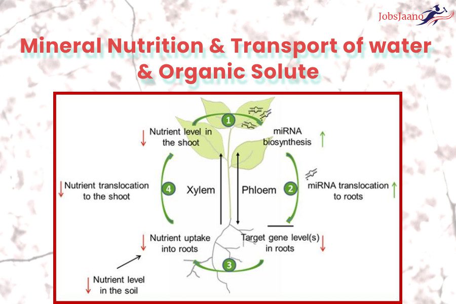 Mineral Nutrition & Transport of water & Organic Solute