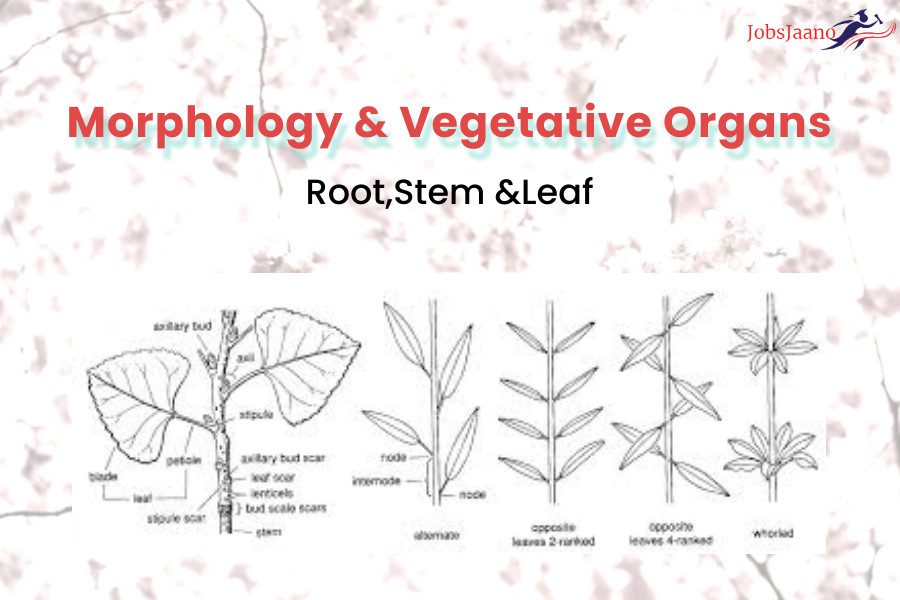 Morphology of Flowering Plants mcq for neet