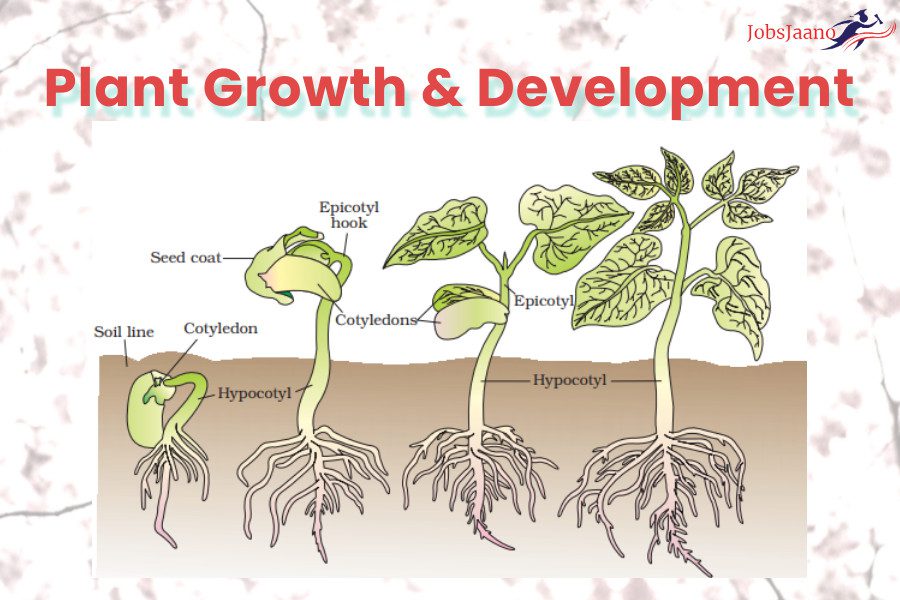 Plant Growth & Development