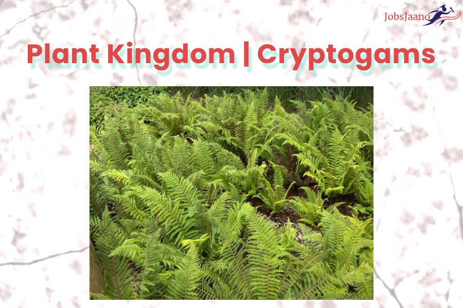 Plant Kingdom Cryptogams