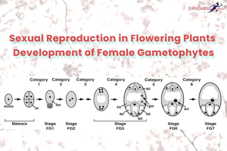 Reproduction in Plants Questions and Answers Development of female Gametophyte