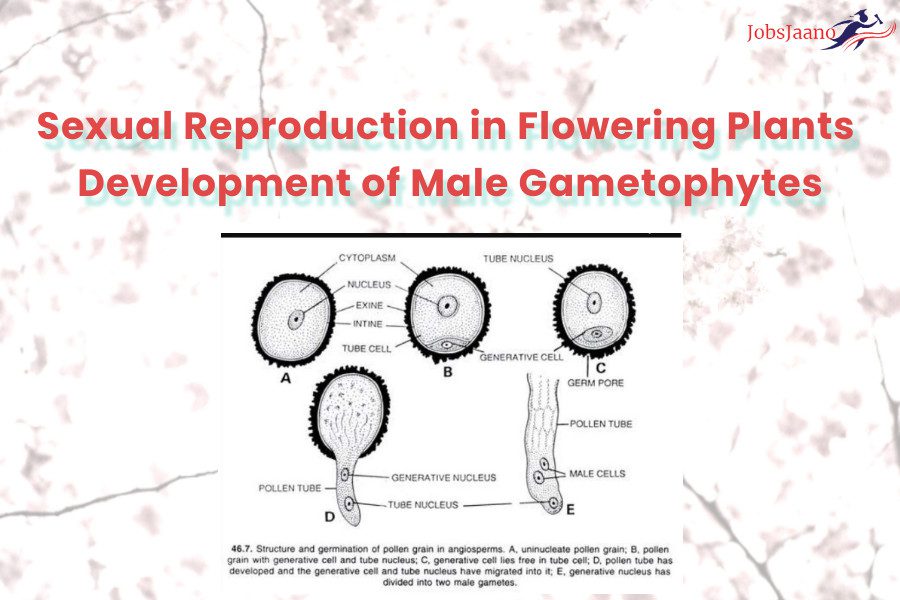 Sexual-Reproduction-in-Flowering-Plants-Development-of-Male-Gametophytes