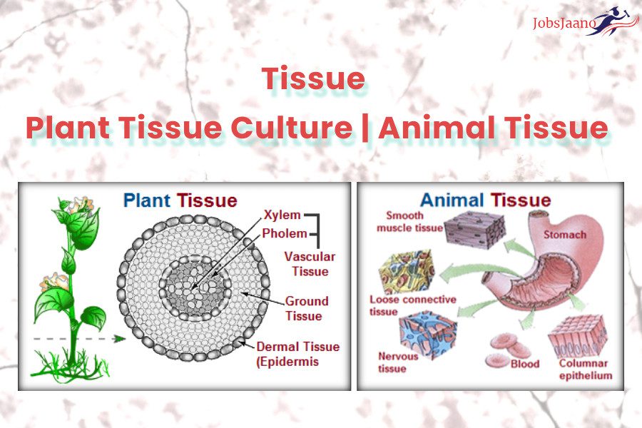 Tissue MCQ | Plant Tissue Culture MCQ | Animal Tissue MCQ -