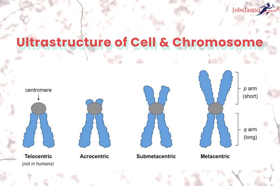 Ultrastructure of Cell & Chromosome mcqs