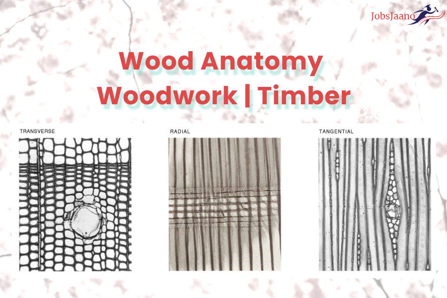 Wood Anatomy Woodwork Timber