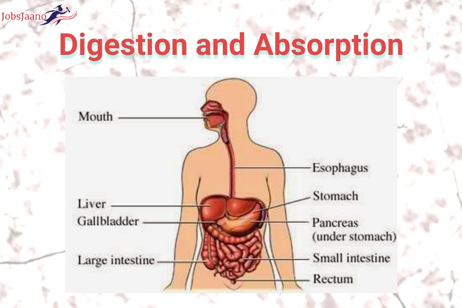Digestion and Absorption mcqs
