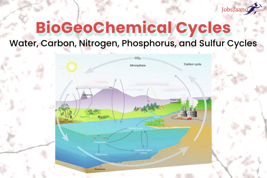 BioGeoChemical cycle, Water, Carbon, Nitrogen, Phosphorus, and Sulfur Cycles