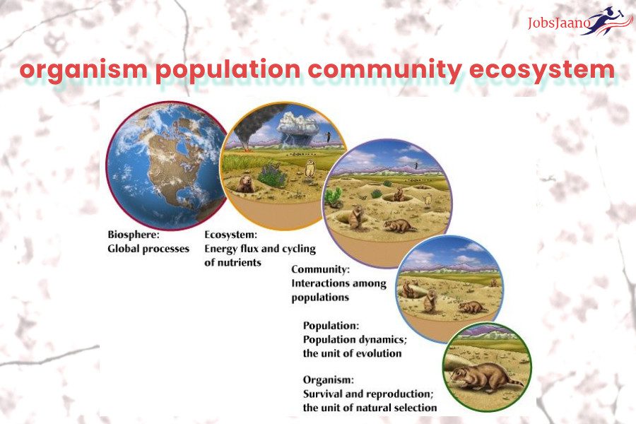 organism population community ecosystem