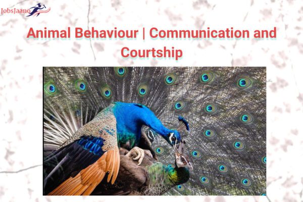 Animal Communication With Humans | Animal Behaviour, Communication, and ...