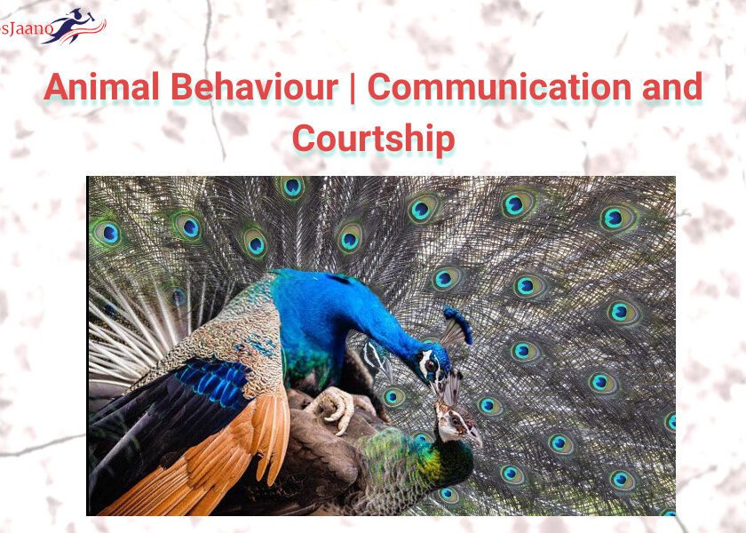 Animal Communication With Humans