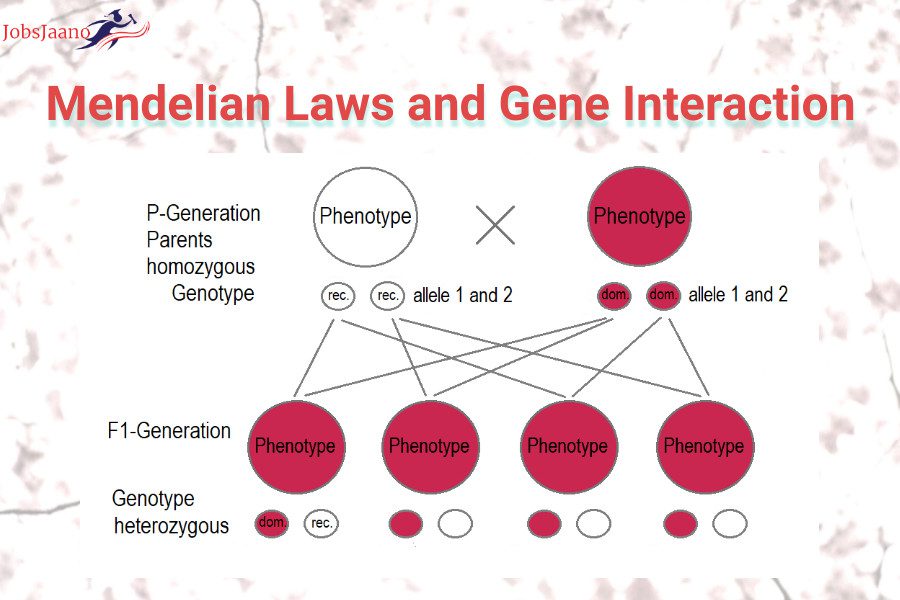 Mendelian-Laws-and-Gene-Interaction