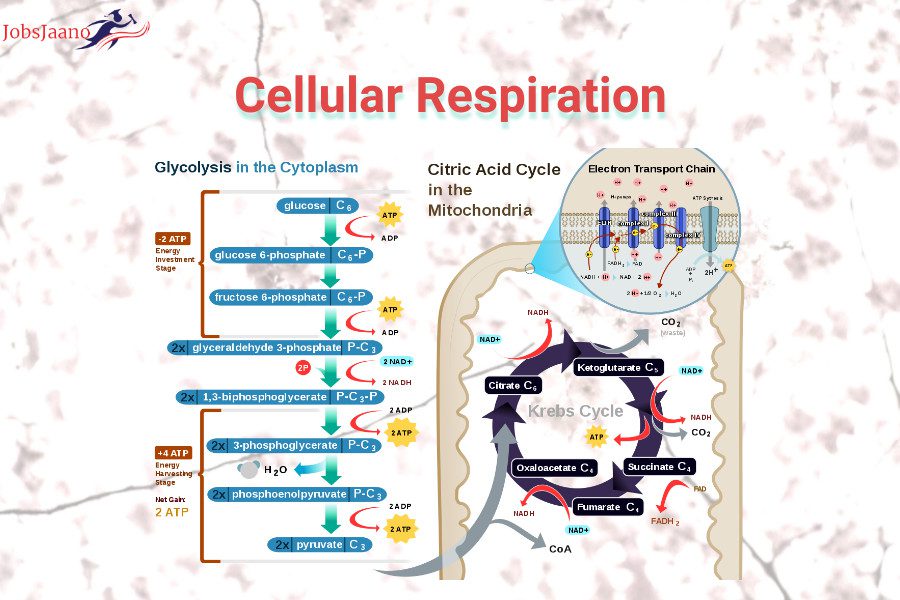 Respiration MCQs with answers