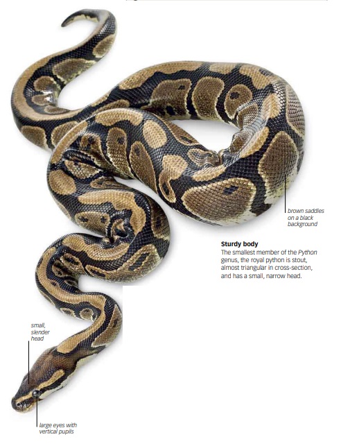 Ball Python Rescue | Royal Python