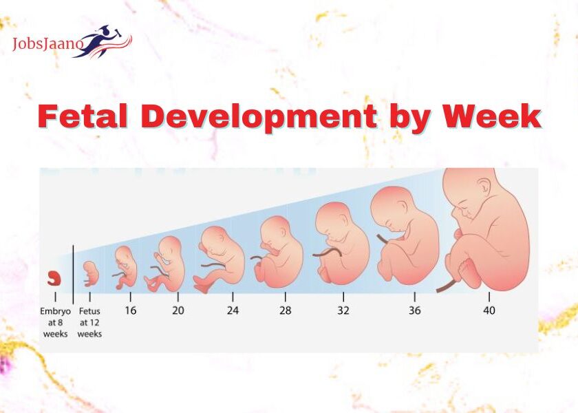 Fetus | Fetal Development by Week
