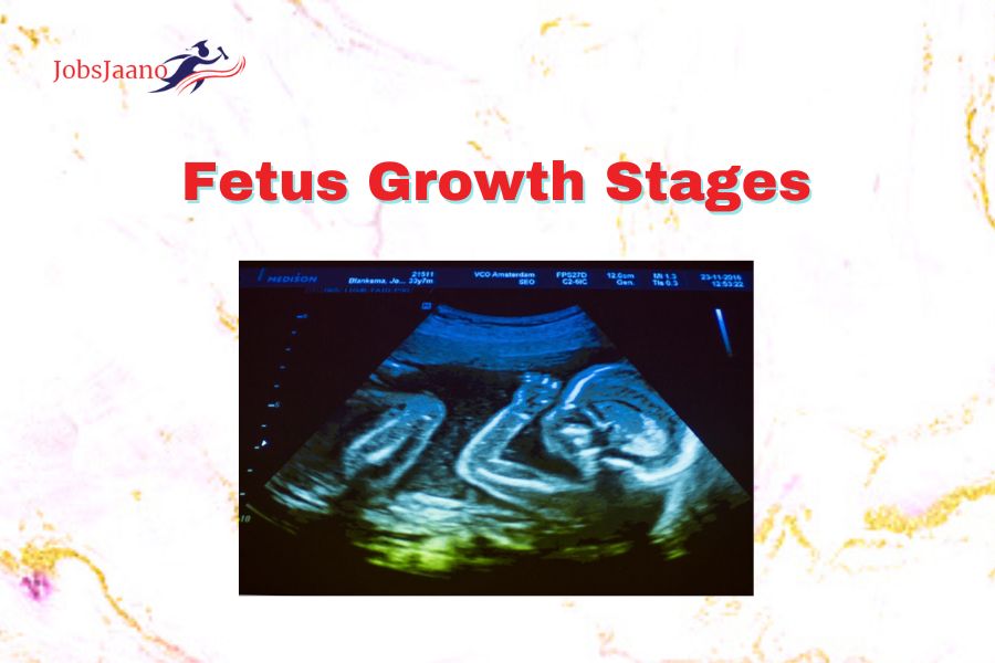 Fetus Growth Stages Fetal Heart