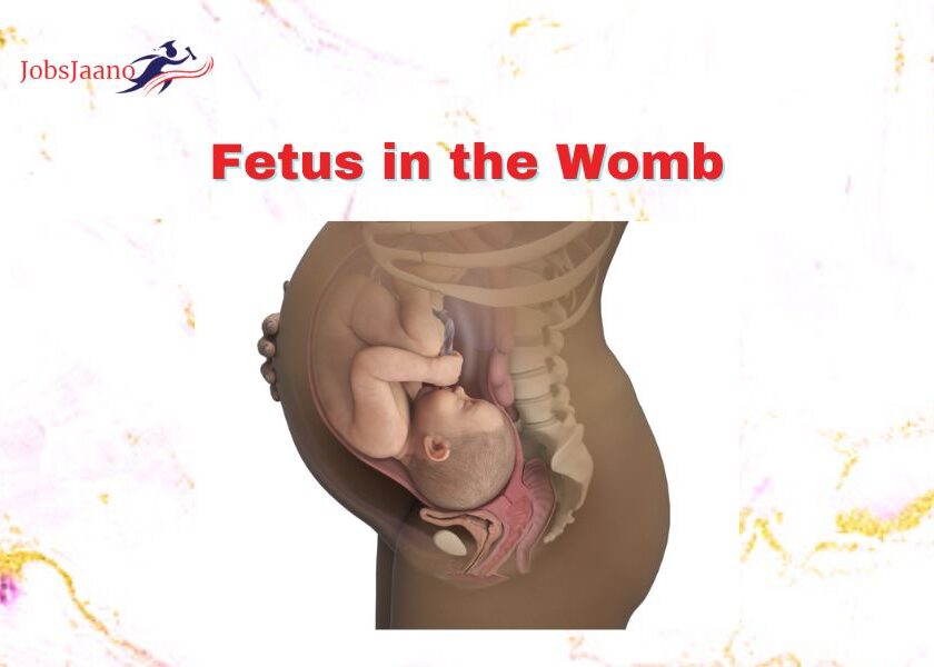 Fetus in the Womb