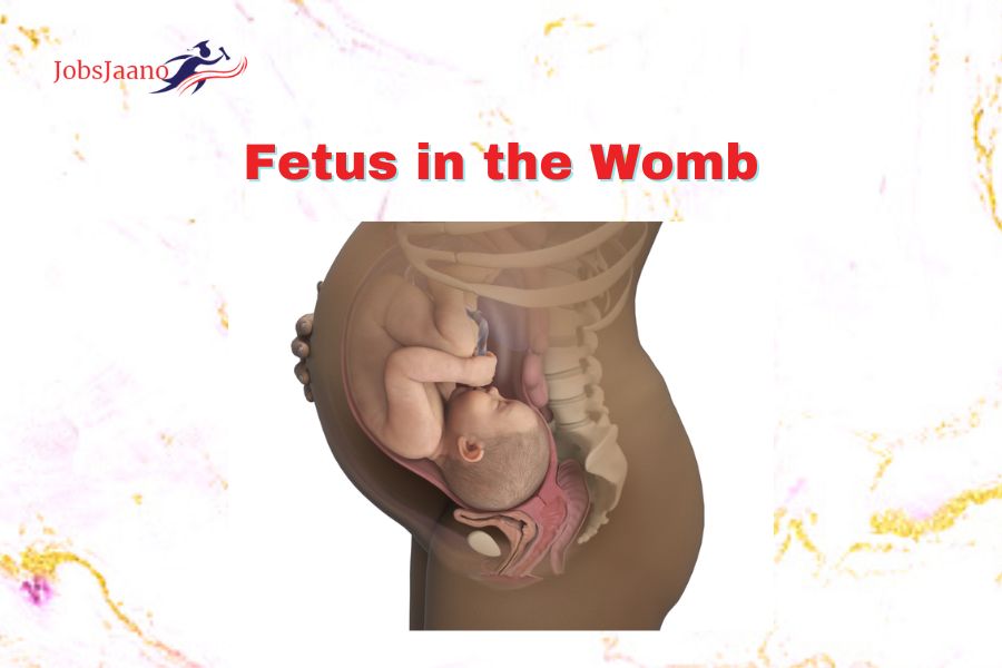 Fetus in the Womb