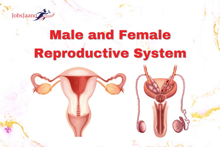 Male Reproductive Female Reproductive Anatomy