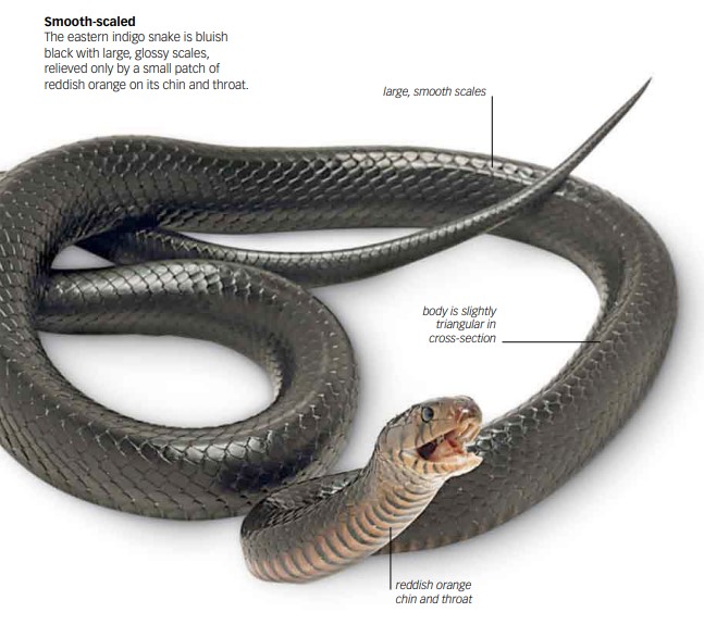 Eastern Indigo Black Snake
