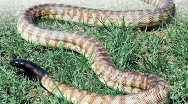 Black-Headed Python (Aspidites melanocephalus)