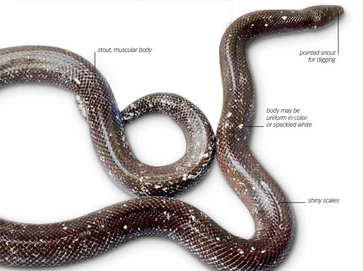 Neotropical Sunbeam Black Snake (loxocemus bicolor)