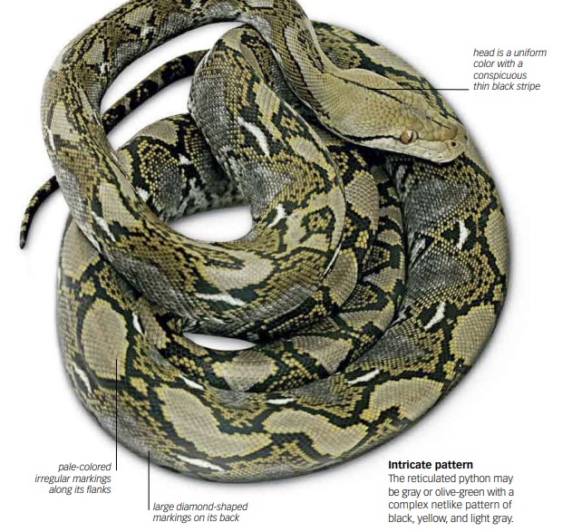 Reticulated Python (Broghammerus reticulatus)