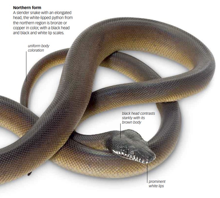 White-Lipped Python (Leiopython Black Snake)