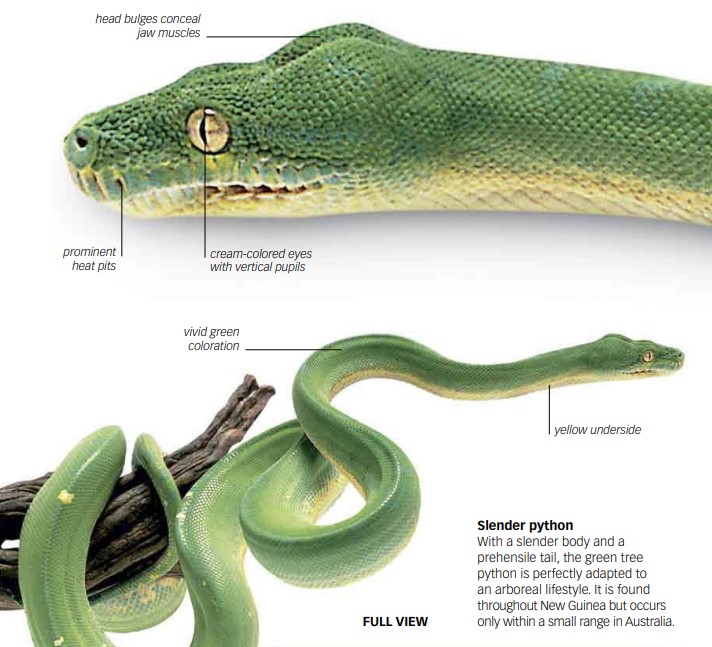 Tree Pythons (Morelia Viridis)