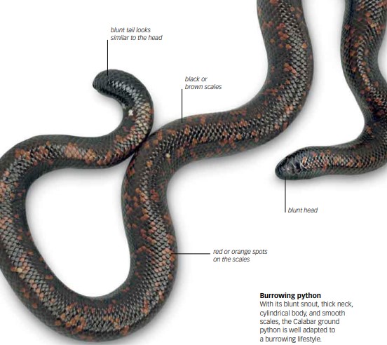 Calabar Ground Black Snake